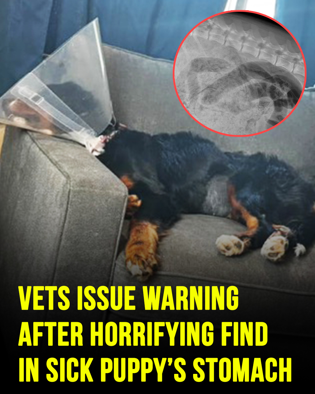 Vets issue warning after horrifying find in sick puppy’s stomach