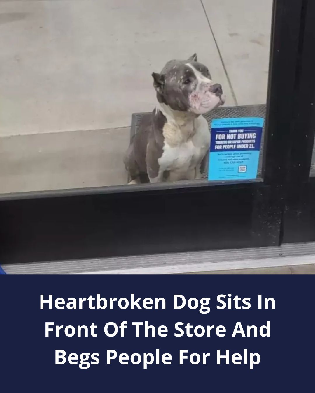 Dog refuses to leave storefront, desperately waits for help