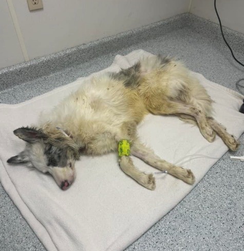 Blind, epileptic dog was found in box, thought to be dead — but now he’s made an incredible recovery