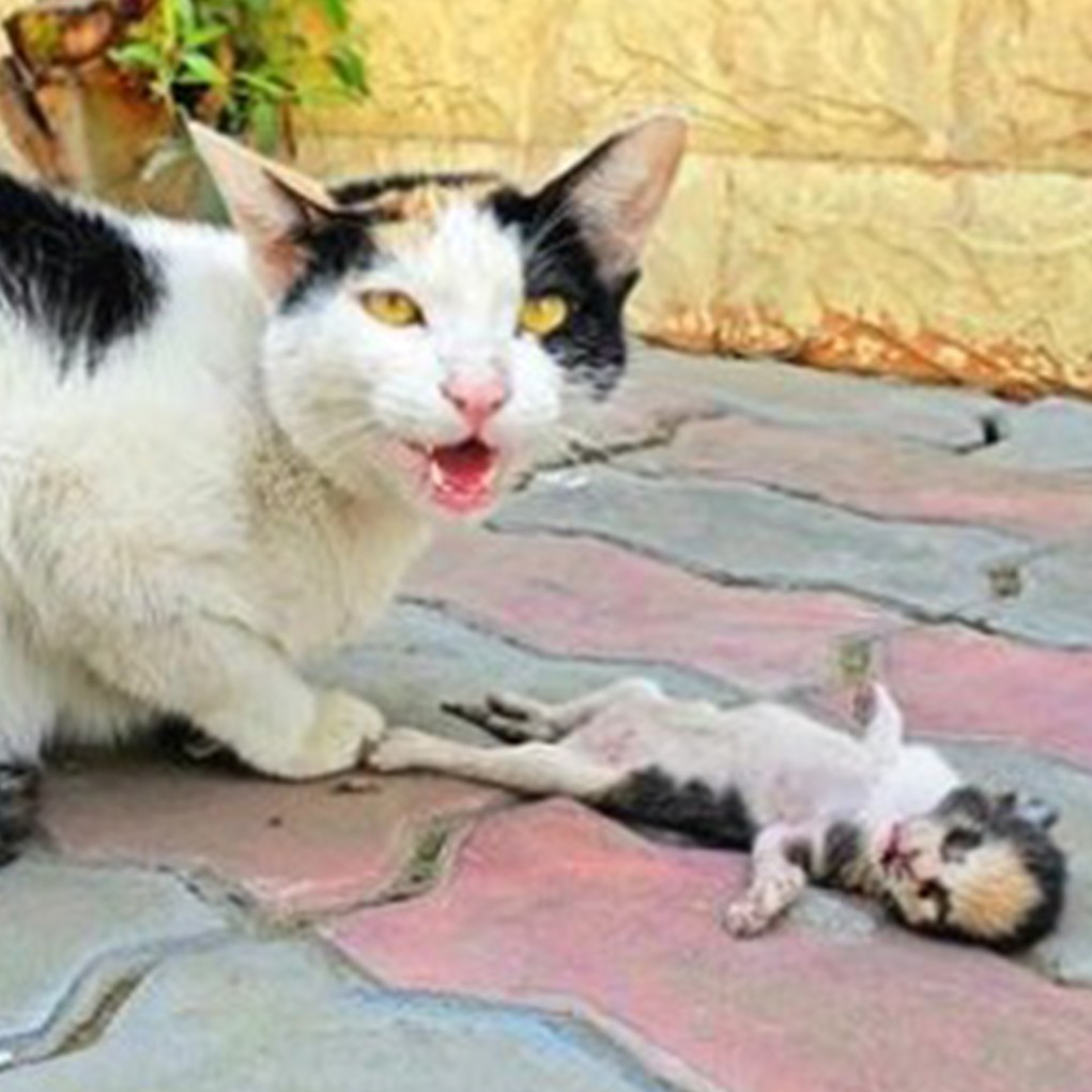 Mama cat places her dying kitten in man’s hands, receives a response she will never forget