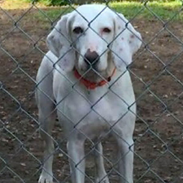 Adopted dog returns to shelter 11 times – then the staff realize the heartbreaking truth