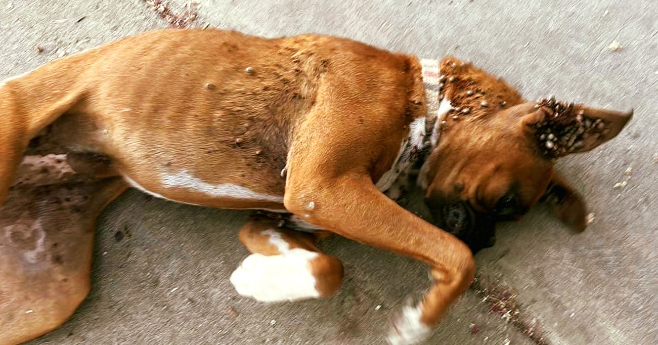 Boxer puppy collapses in stranger’s driveway looking for help