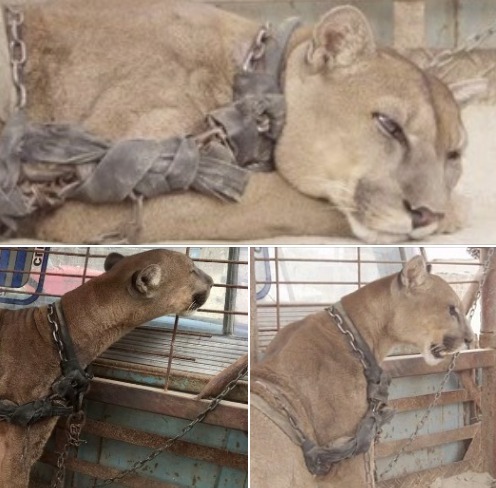 Circus lion released after being locked up for 20 years