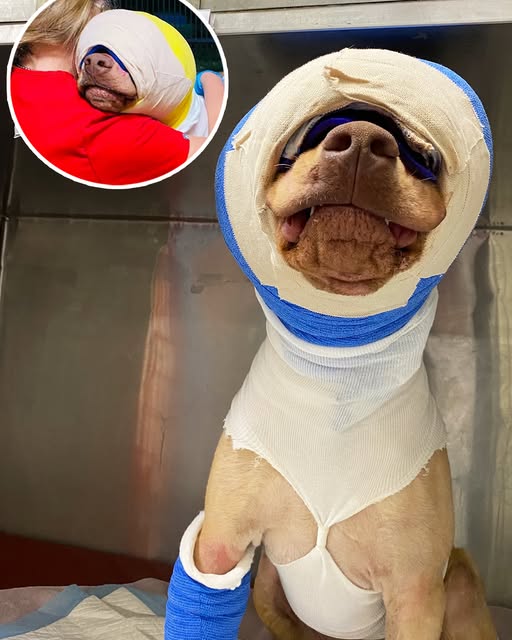 Buddy was cruelly set on fire and strangled with an extension cord – but look at him today