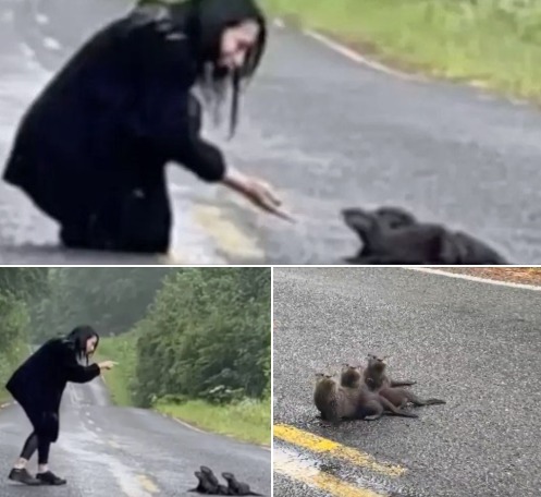 Woman spots ‘dirty’ and furry ‘lump’ on the road