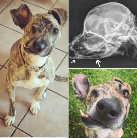 Deformed dog that can’t eat set to be euthanized: When the truth is uncovered, vet makes the correct decision