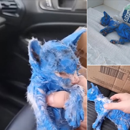 Kitten was dyed with toxic blue paint and left in the rain — rescuers help her make a stunning transformation