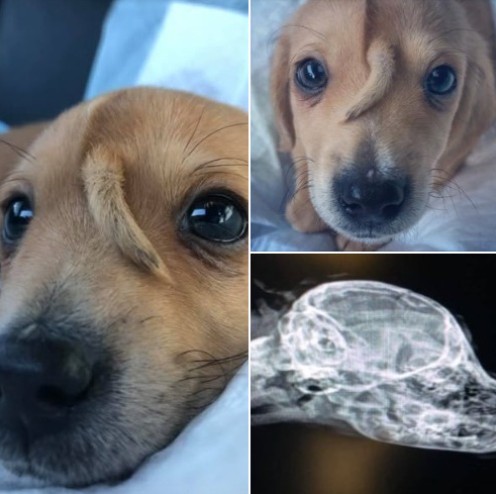 Abandoned “unicorn” puppy with tail growing from his head rescued from freezing cold