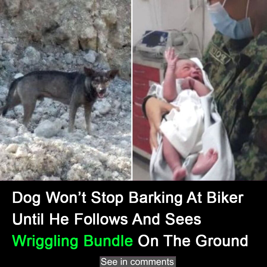 Hero dog leads biker to abandoned baby in mountains