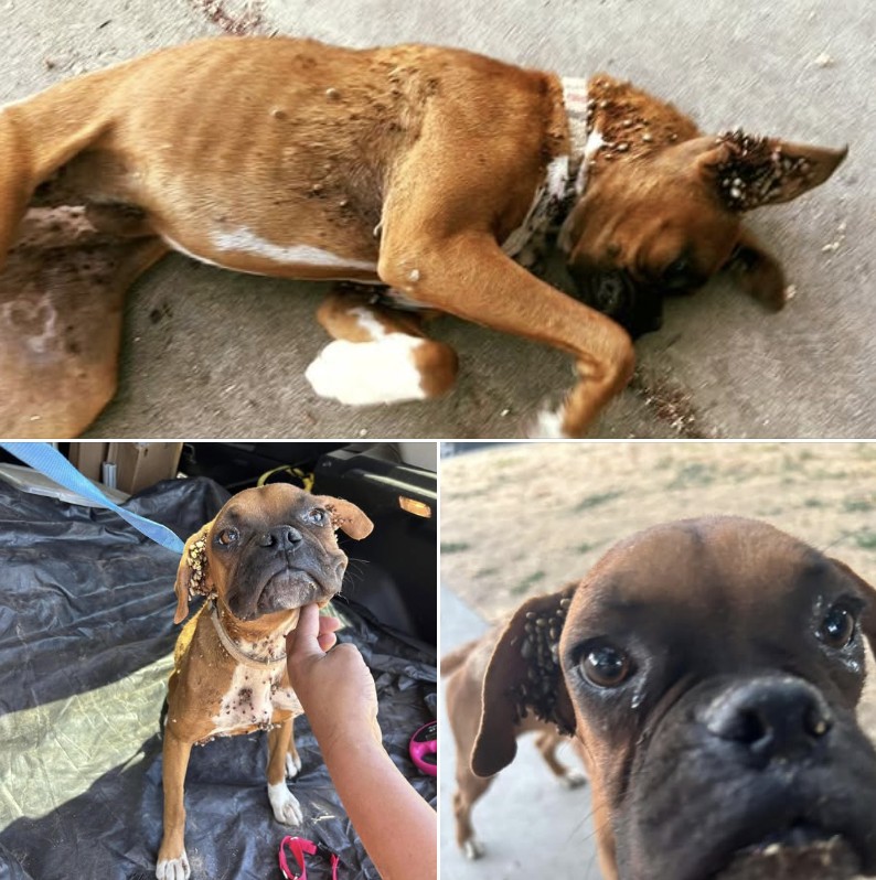 Boxer puppy collapses in stranger’s driveway looking for help
