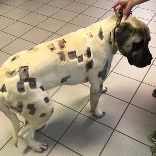 Woman thinks dog is riddled with bug bites, then realizes they’re bullet holes