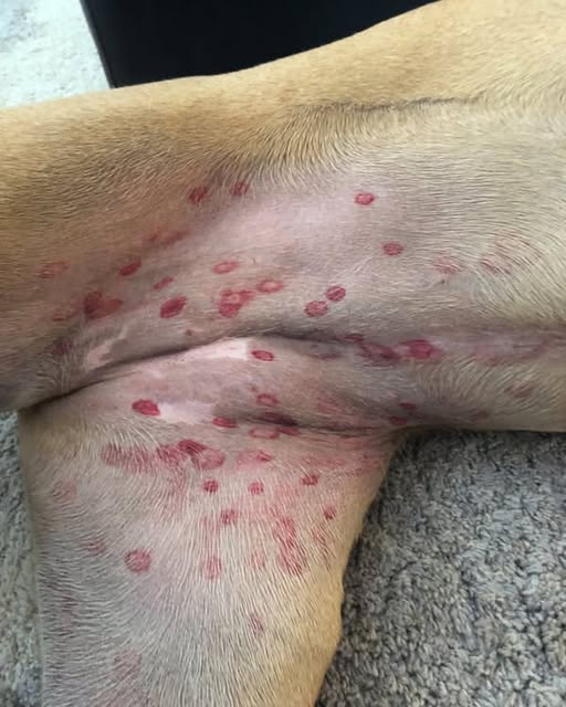 Vet reveals why red bites are appearing on dogs’ stomachs