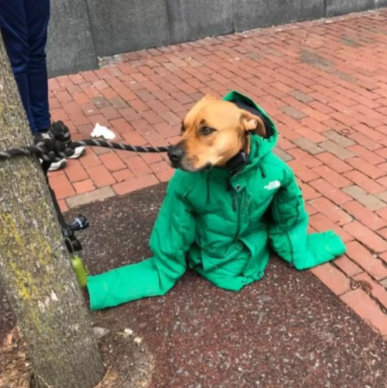 Woman wraps shivering dog in her jacket while he waits outside