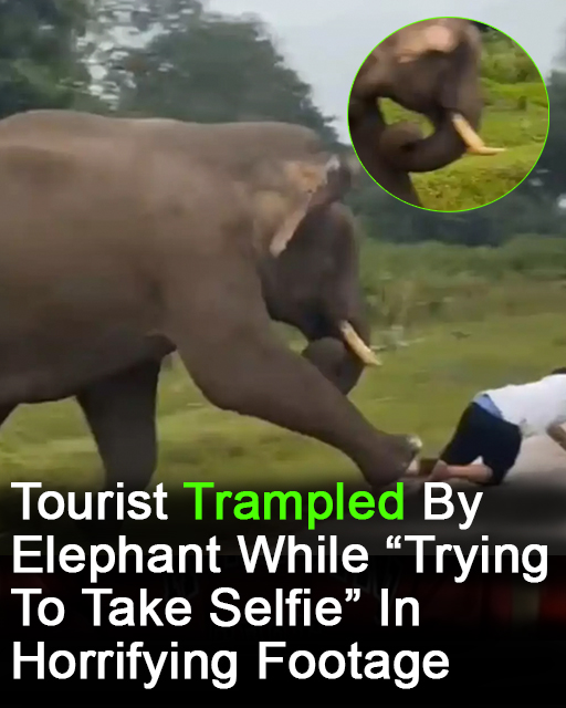 Tourist trampled by elephant after selfie goes wrong
