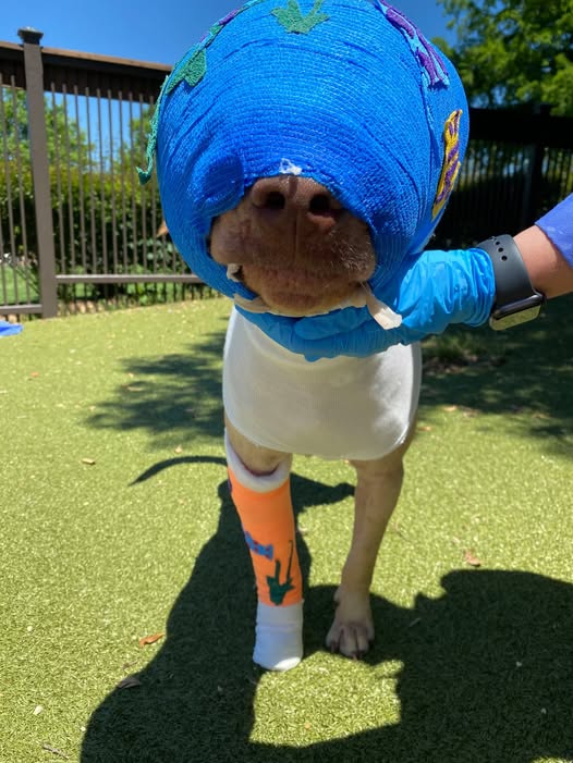 Buddy was cruelly set on fire and strangled with an extension cord – but look at him today