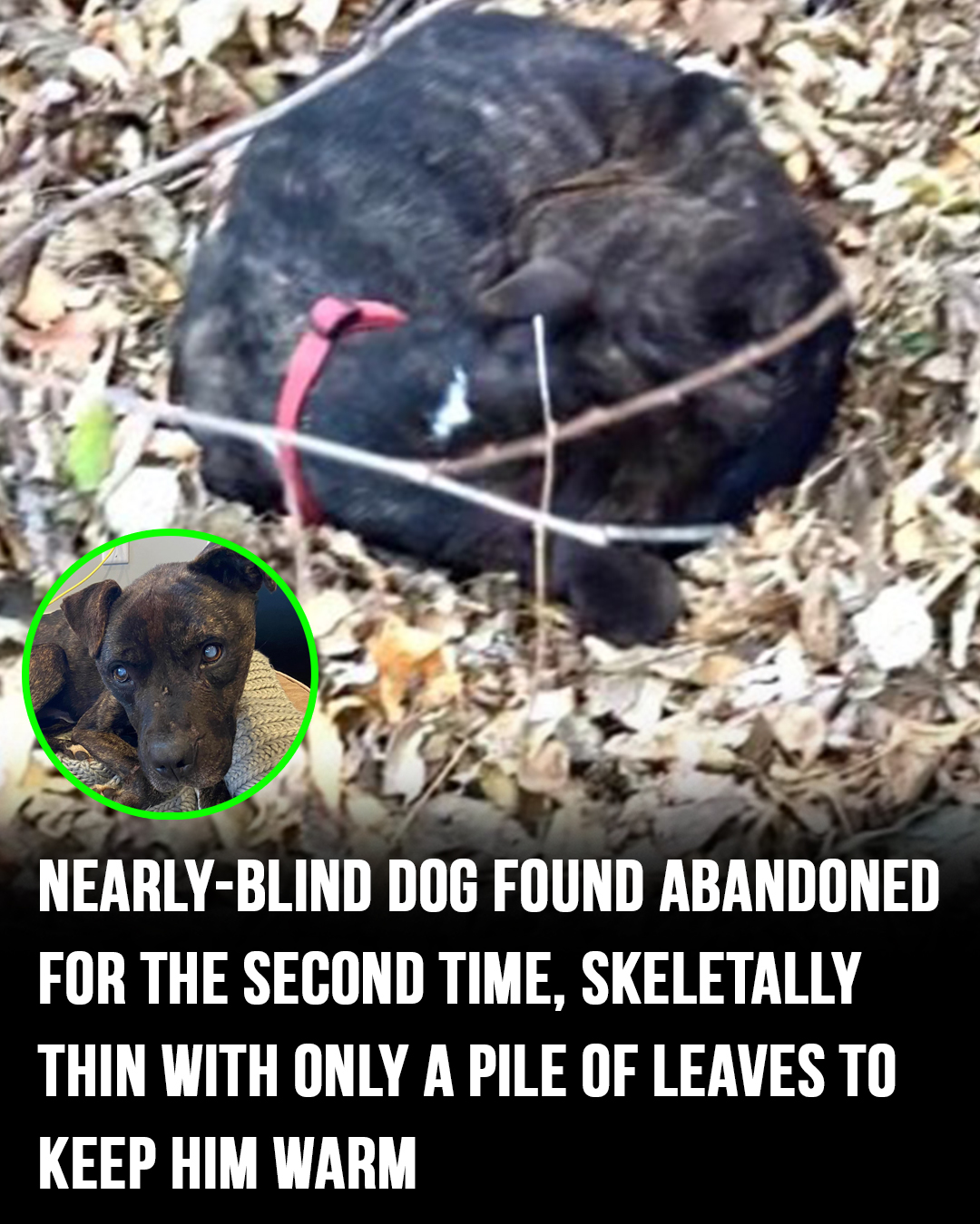 Partially blind, emaciated dog found abandoned for the second time — soon gets a happy ending
