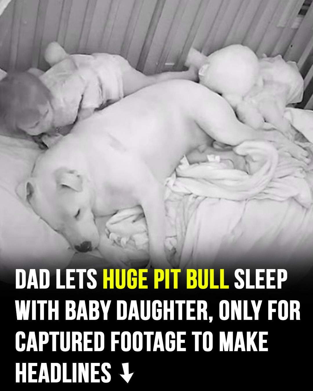 Dad lets 100lb Pit Bull sleep in crib with baby – captured footage makes headlines
