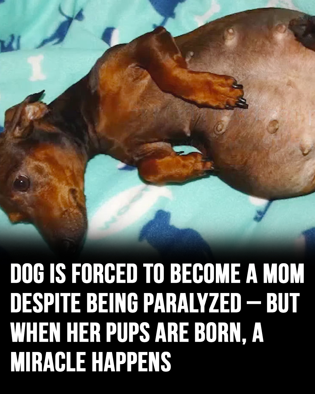 Dachshund is found pregnant and abandoned, then vet looks closer and realizes the unthinkable