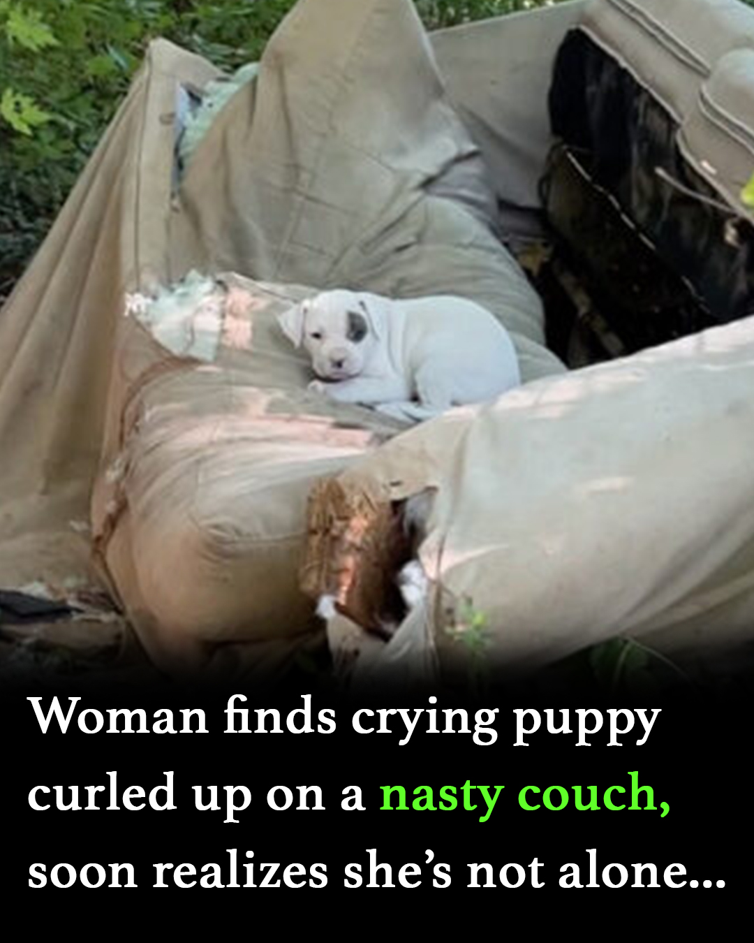 Rescued from squalor, dog can’t stop smiling for the people who saved her and her beloved babies