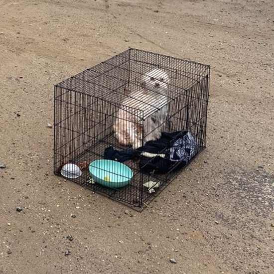 Rescuers forced to hardest decision ever after finding abandoned dog in cage