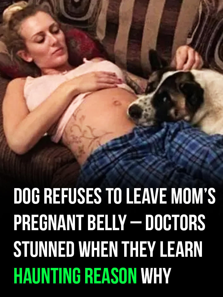 Depressed dog refuses to leave pregnant mom alone – then she realizes she’s trying to save her life