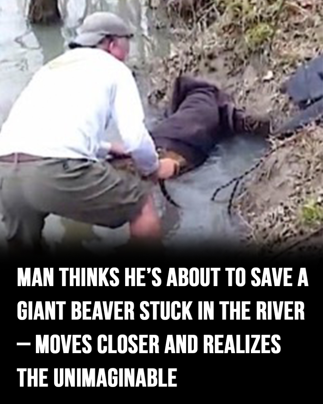 Man thinks he’s about to save a giant beaver stuck in the river – moves closer and realizes the unimaginable