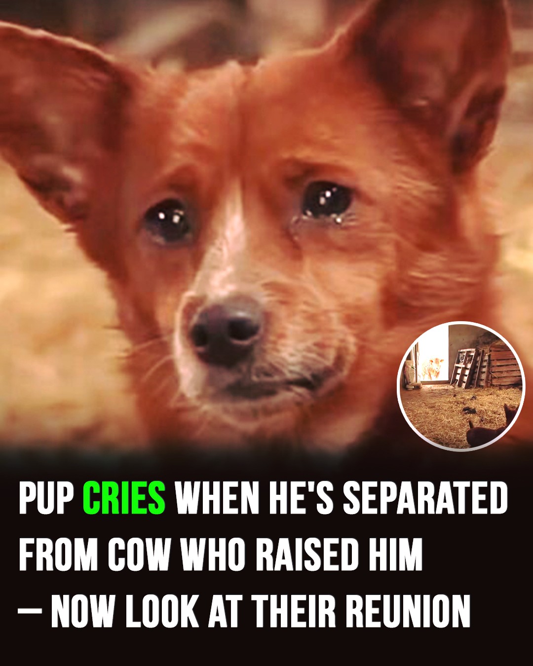 Sad pup separated from cow who raised him – camera captures tear jerking moment they reunite again