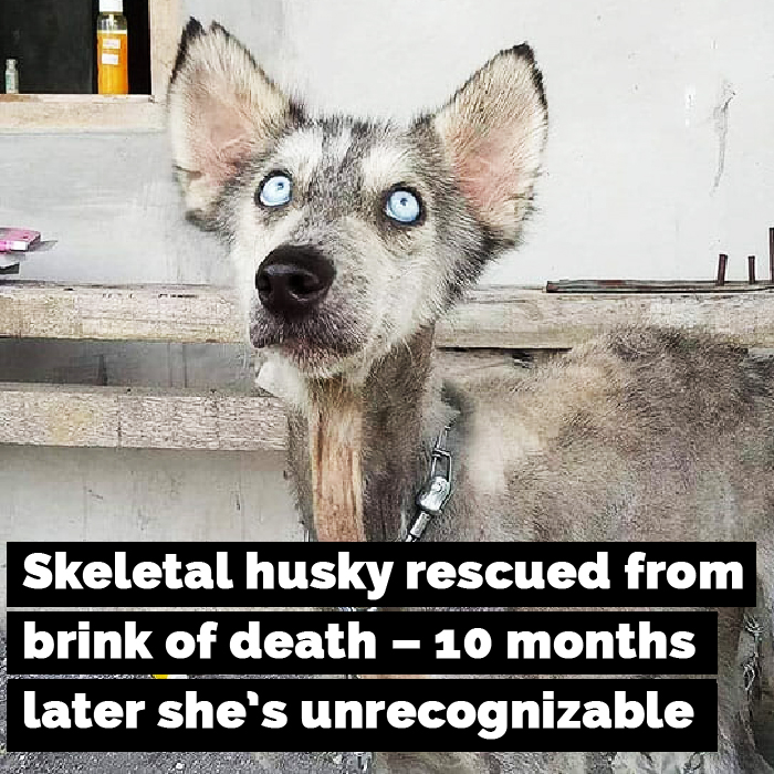 Skeletal husky dog rescued from the brink of death – 10 months later she is unrecognizable