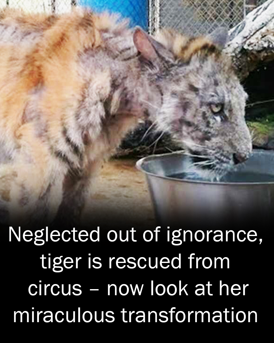 Neglected out of ignorance, tiger is rescued from circus – look at her miraculous transformation