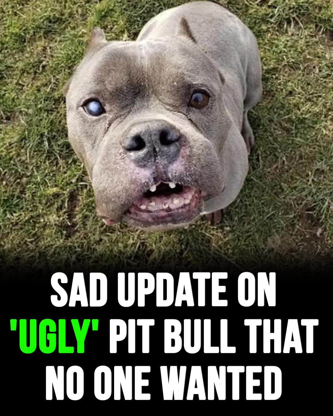 Sad update on ‘ugly’ pit bull that no one wanted
