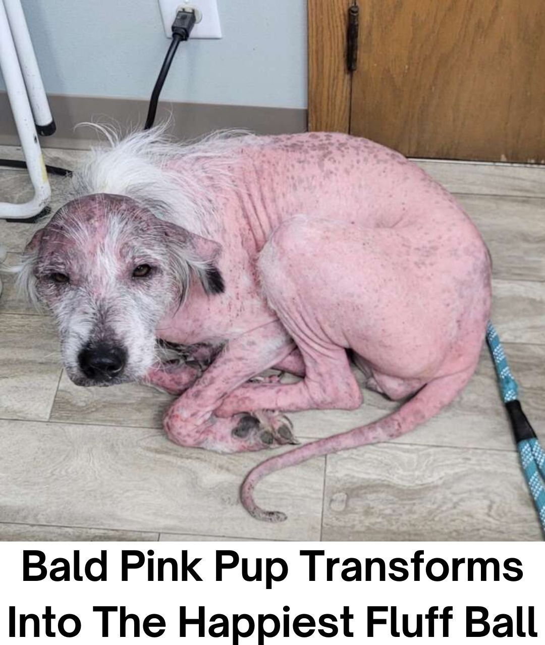 Rescuers Were Astonished When They Found Out What Breed This Poor Pup Really Was