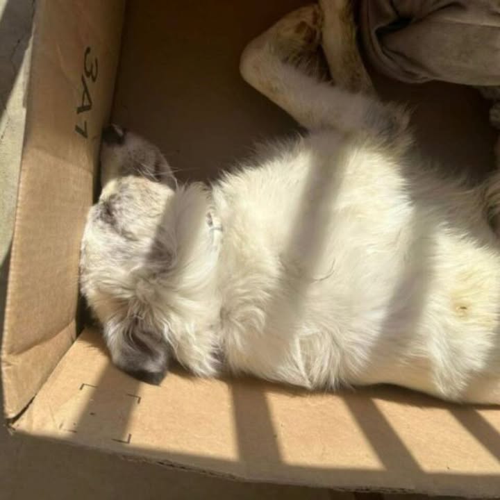 Pennsylvania Woman Finds Lifeless Pup On Her Doorstep, Left In A Box With A Heartbreaking Note