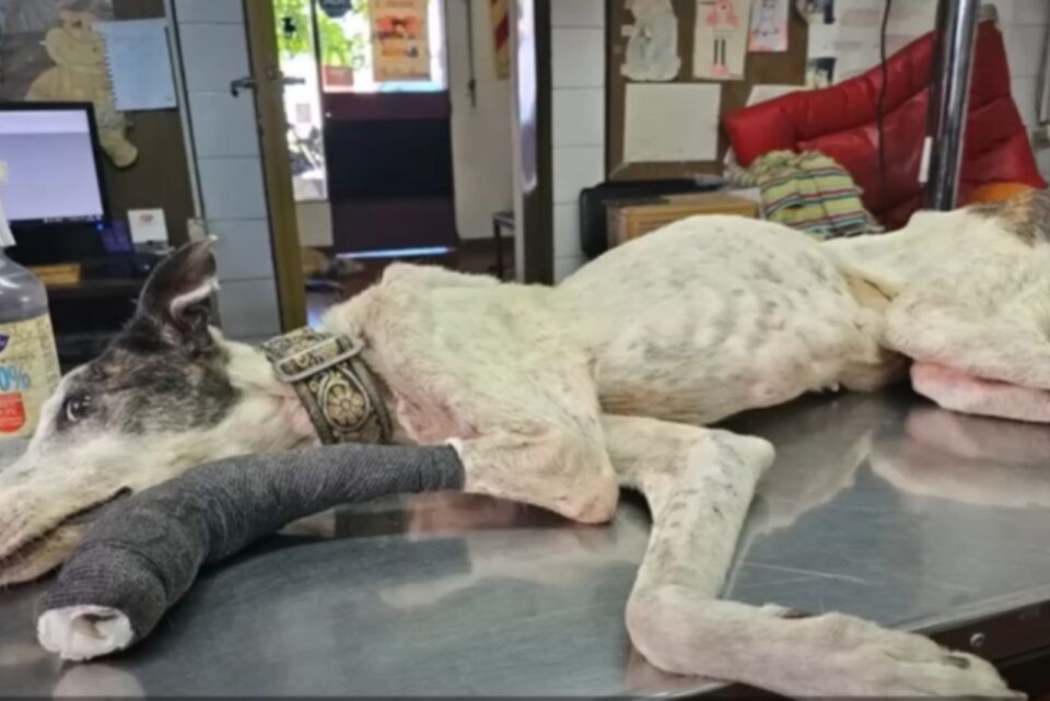 Severely Malnourished Greyhound Abandoned To Await Her Final Moments