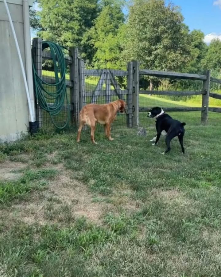 Woman Checks On Her Dogs’ Barking And Discovers A Tiny Surprise In The Grass