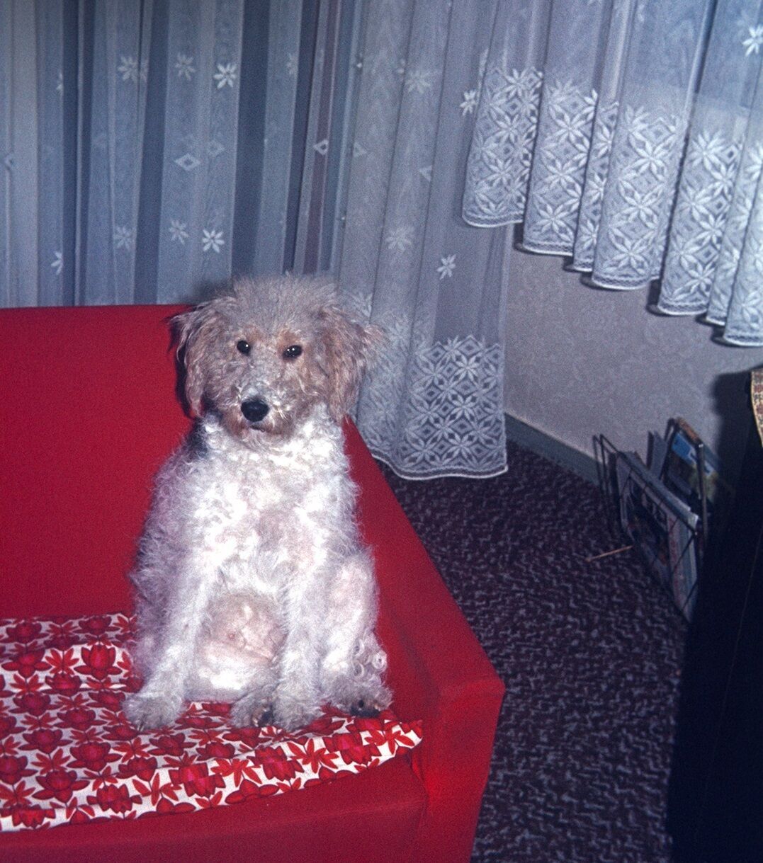 Poor Boy Hears Dog Barking in Neighbor’s House for Two Days and Decides to Check Inside — Story of the Day