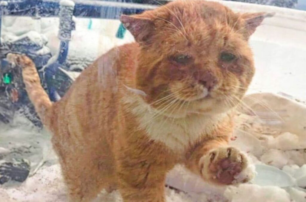Freezing Senior Cat Shows Up At Woman’s Door Begging For Help