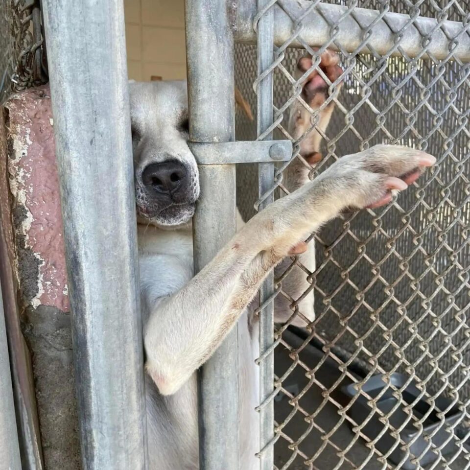 Shelter Dog Desperately Reaches His Paw Out To Everyone Hoping To Be Noticed