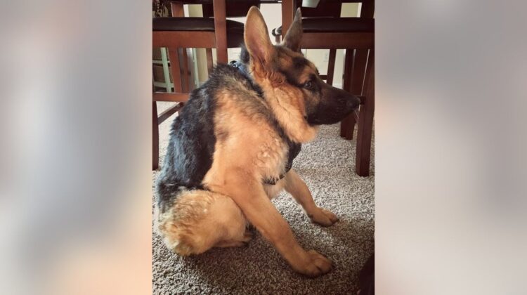 From fear to love: The inspiring journey of a unique dog embraced by people worldwide