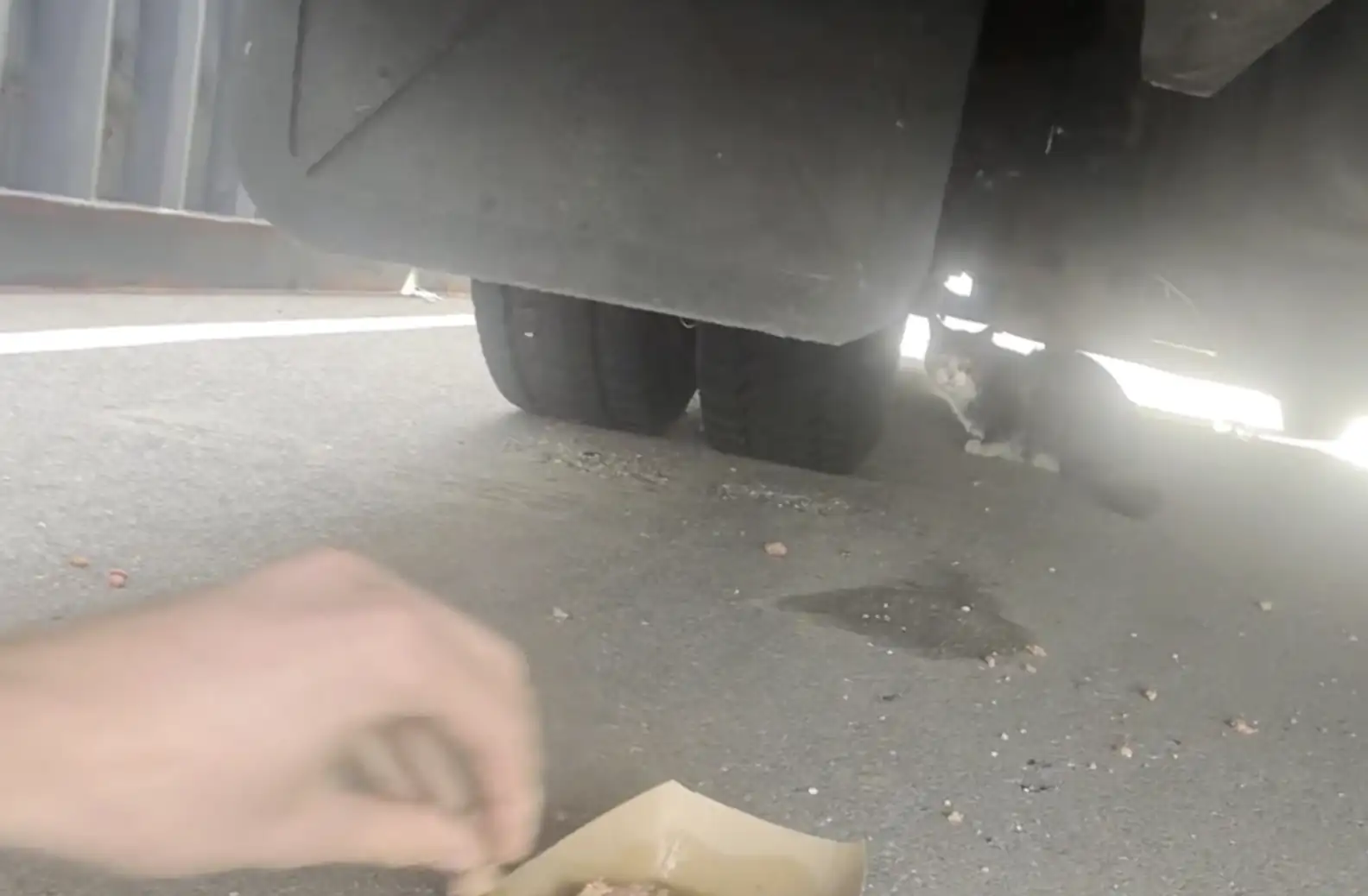 Man Finds Scared Stray Under Amazon Truck — And Gasps When He Scans Cat’s Microchip