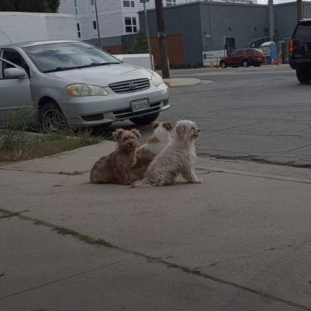 Trio Of Abandoned Pups Guard Each Other For Days While Waiting For Help