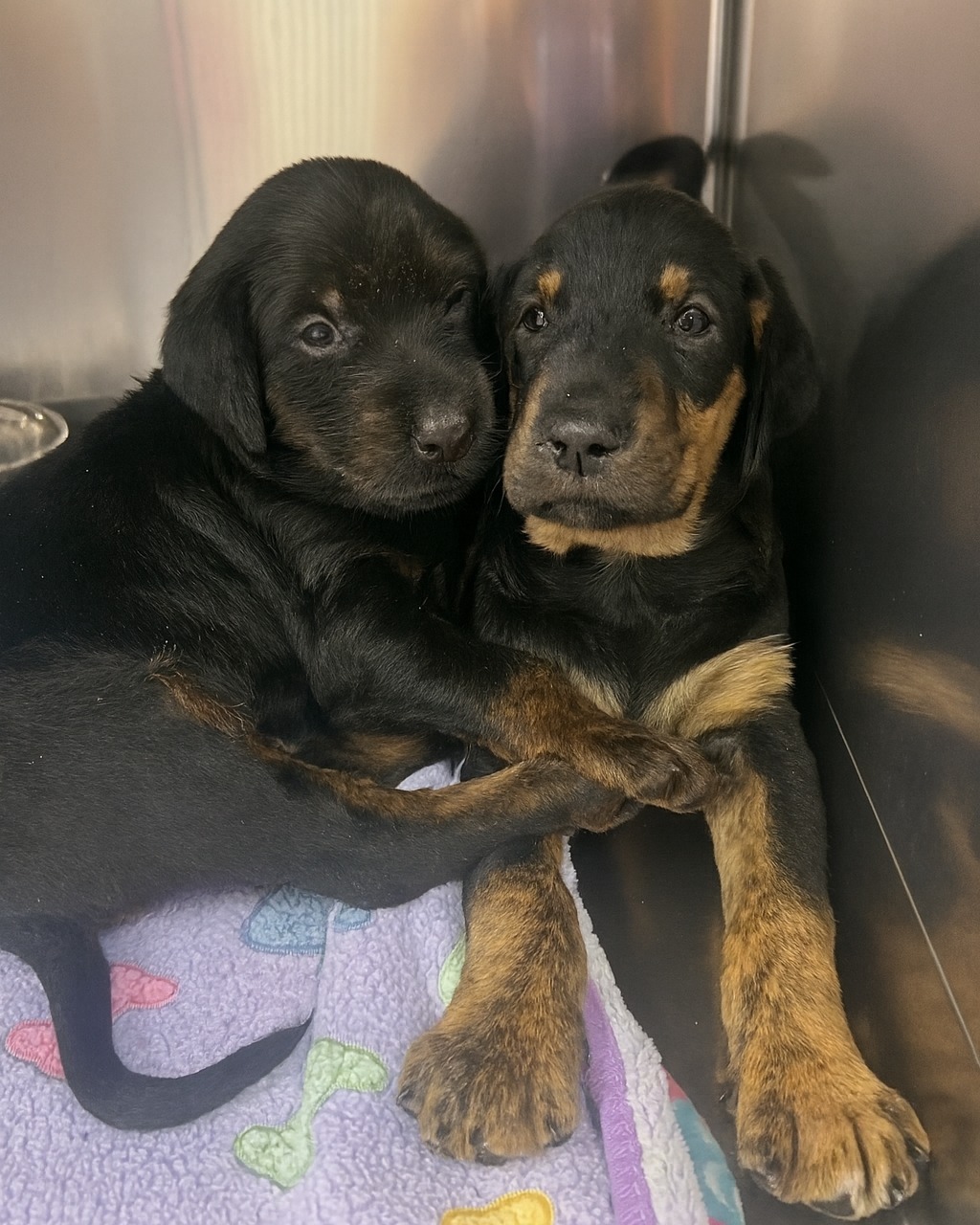 Rescued Poodle Mom and Puppies Find Hope After Alley Abandonment