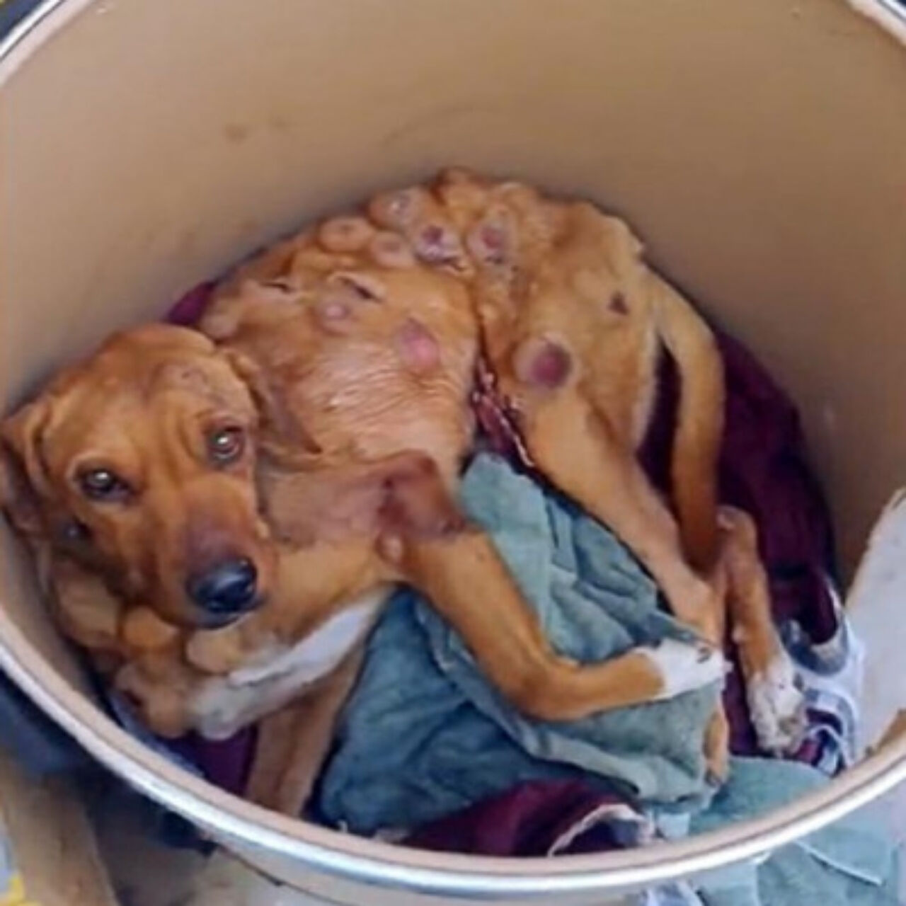 From Stray to Cherished: Boby’s Inspiring Tale of Resilience and Second Chances