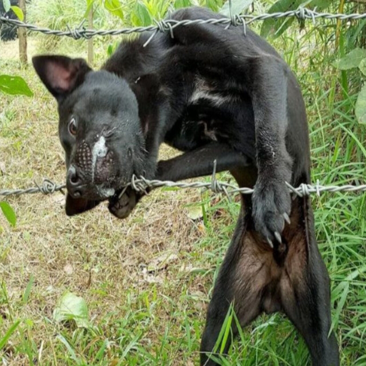 Urgent Rescue Needed: Dog Entangled in Barbed Wire Faces Life-Threatening Injuries