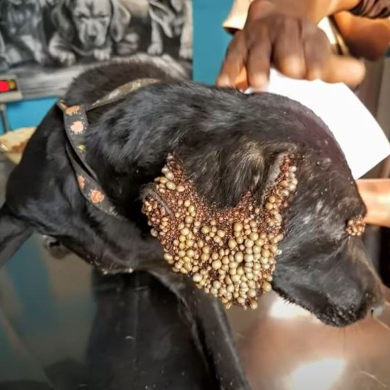 From Ticks to Triumph: Belle the Stray Dog Finds Love and a New Life