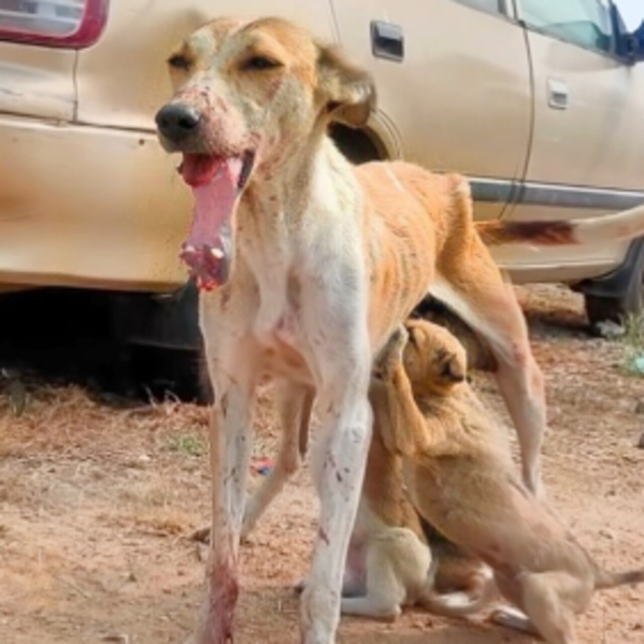 Stray Dog Pinky Rescued and Healed by Compassionate Locals in Indian Village