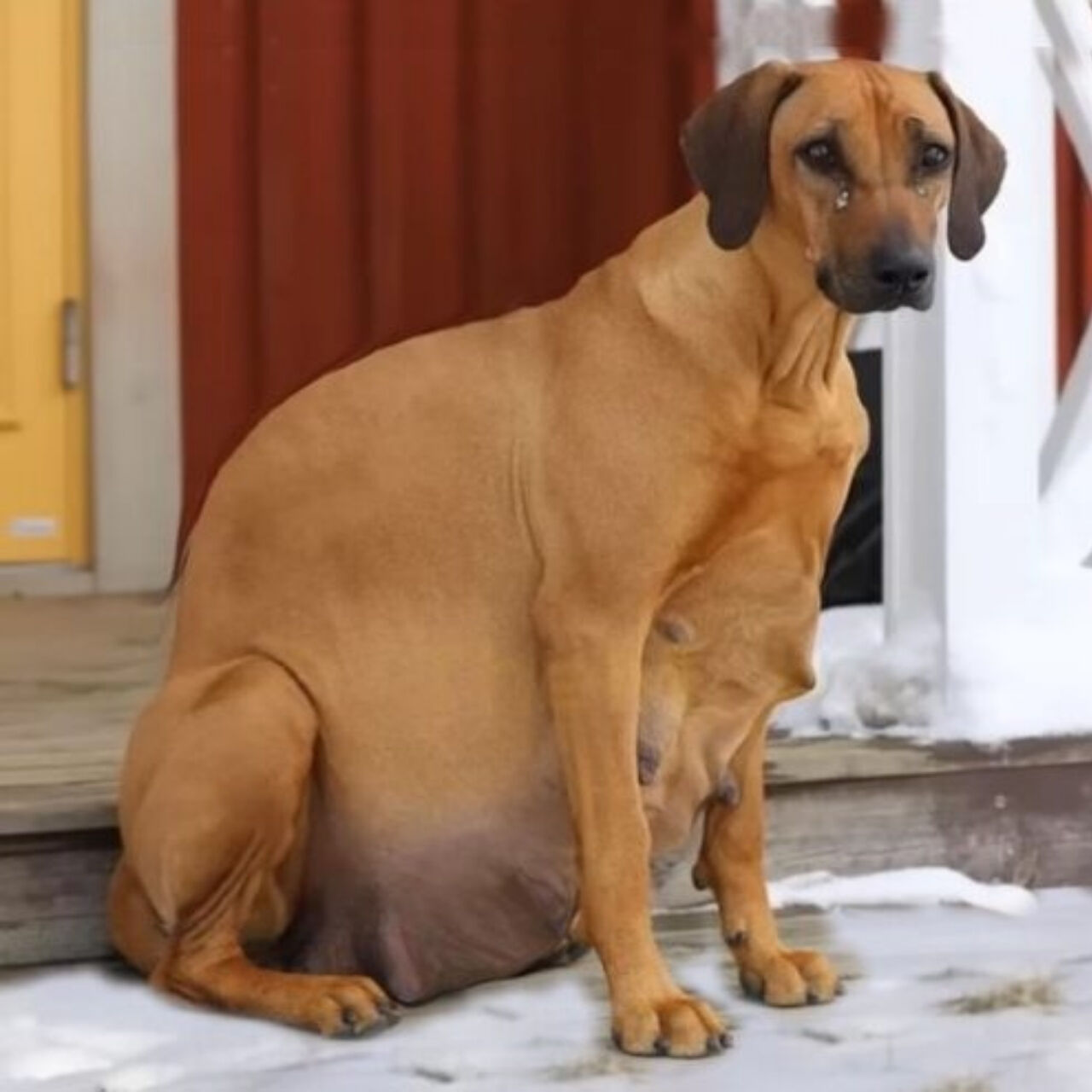 Resilient Dog Tiya Triumphs in Snow, Births 15 Puppies Amid Harsh Conditions