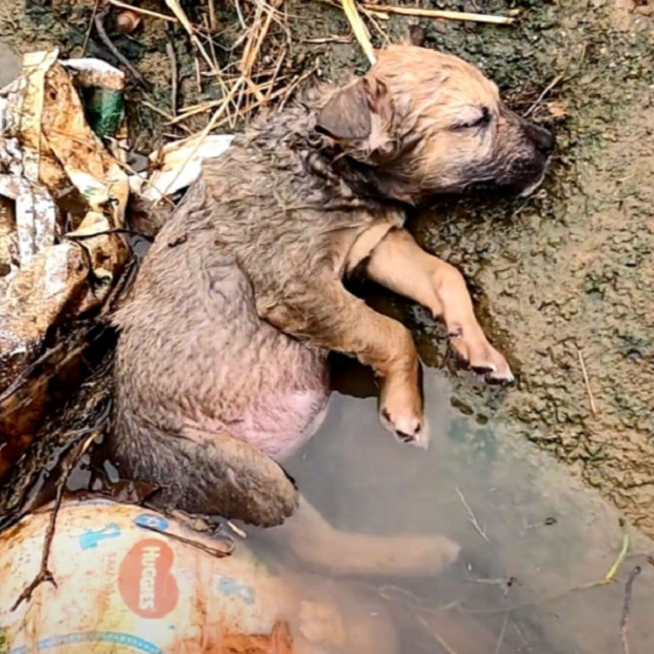 Rescued from the Brink: Abandoned Puppy Finds New Life Through Acts of Compassion