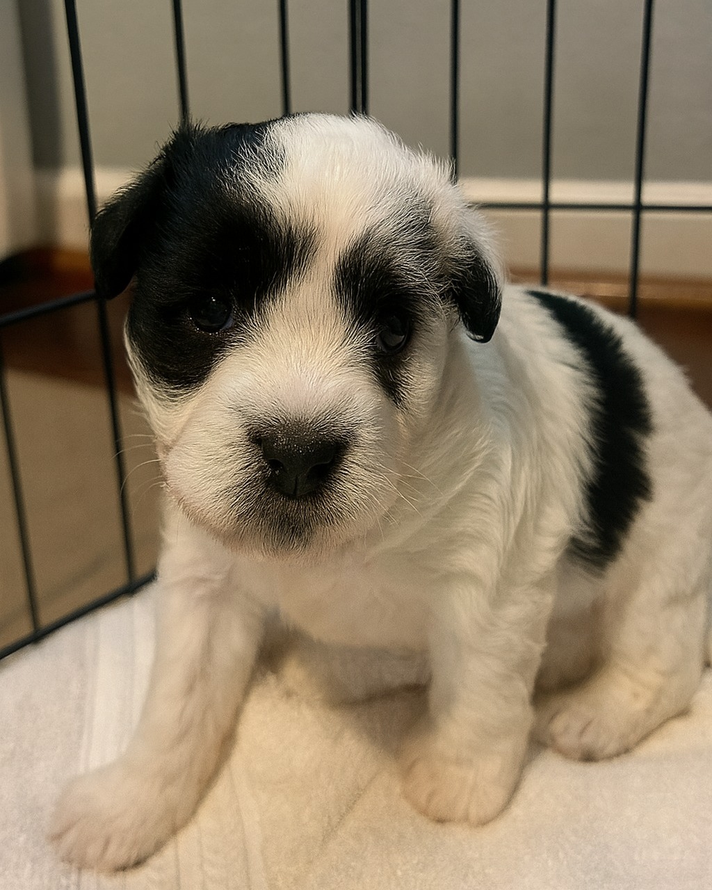 Mother Dog Found Protecting Her Puppy in a Roadside Ditch