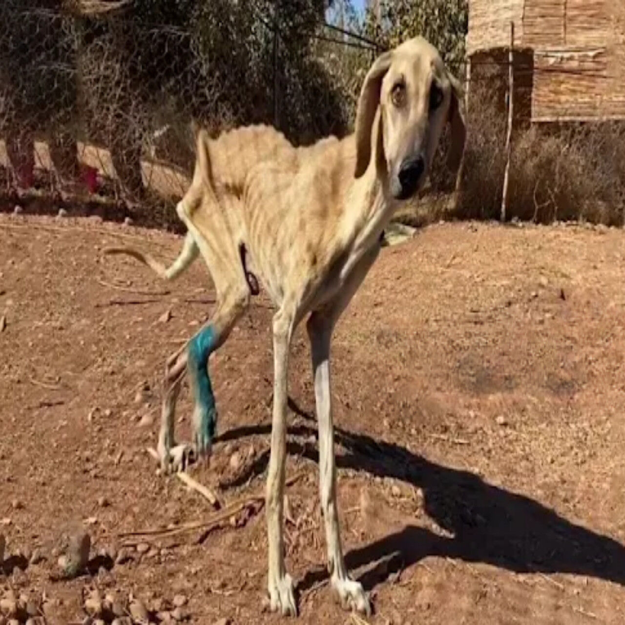 From Streets to Sanctuary: Sam’s Miraculous Recovery and New Beginnings