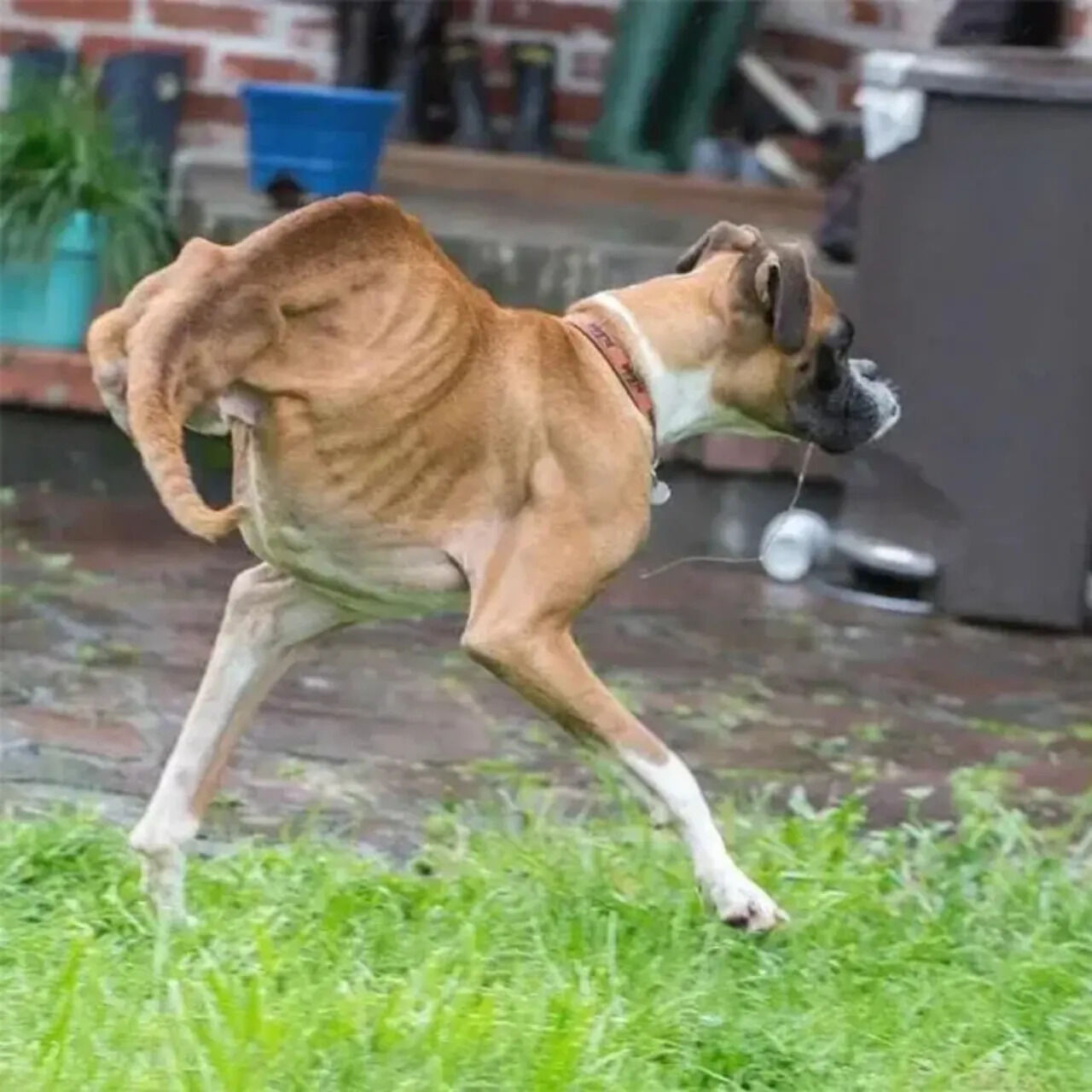 Dog’s Remarkable Journey: Two-Legged Boxer Duncan Inspires Millions with Resilient Spirit